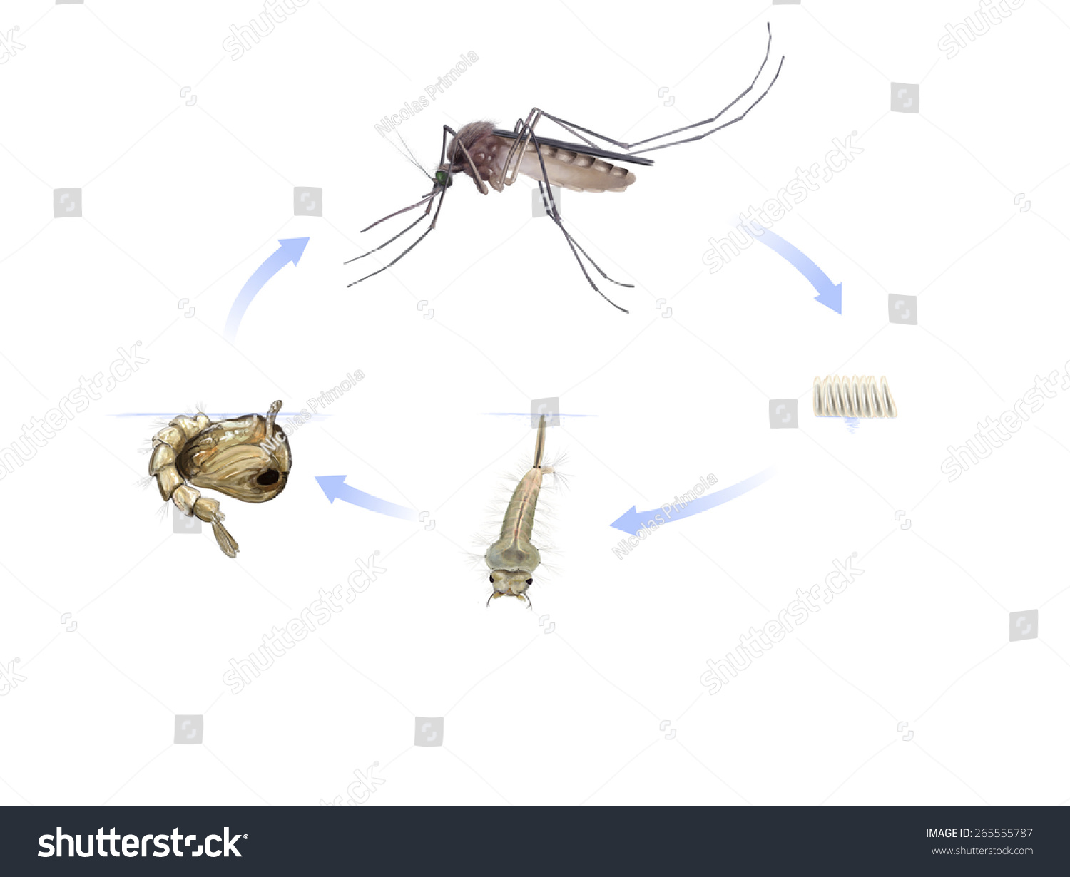 Digital Illustration Mosquito Life Cycle Stock Illustration 265555787 ...