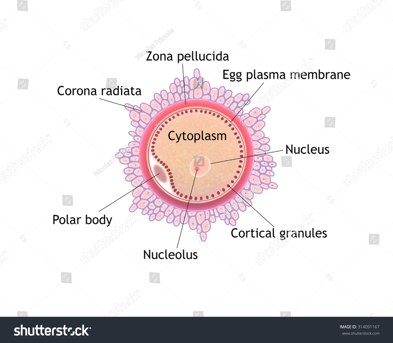 Digital Illustration Parts Ovule Stock Illustration 314091167 ...