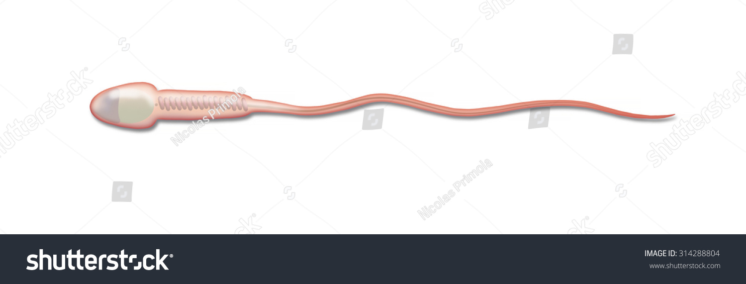 Congratulate, the parts of the sperm cell idea Parts of the sperm cell