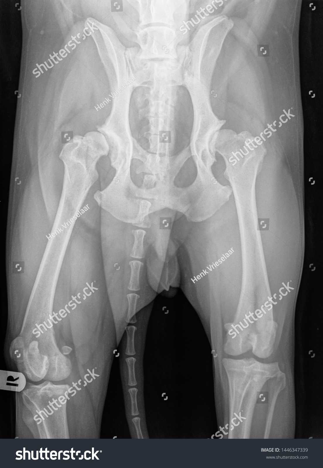 digital-xray-dog-severe-hip-dysplasia-stockfoto-1446347339-shutterstock