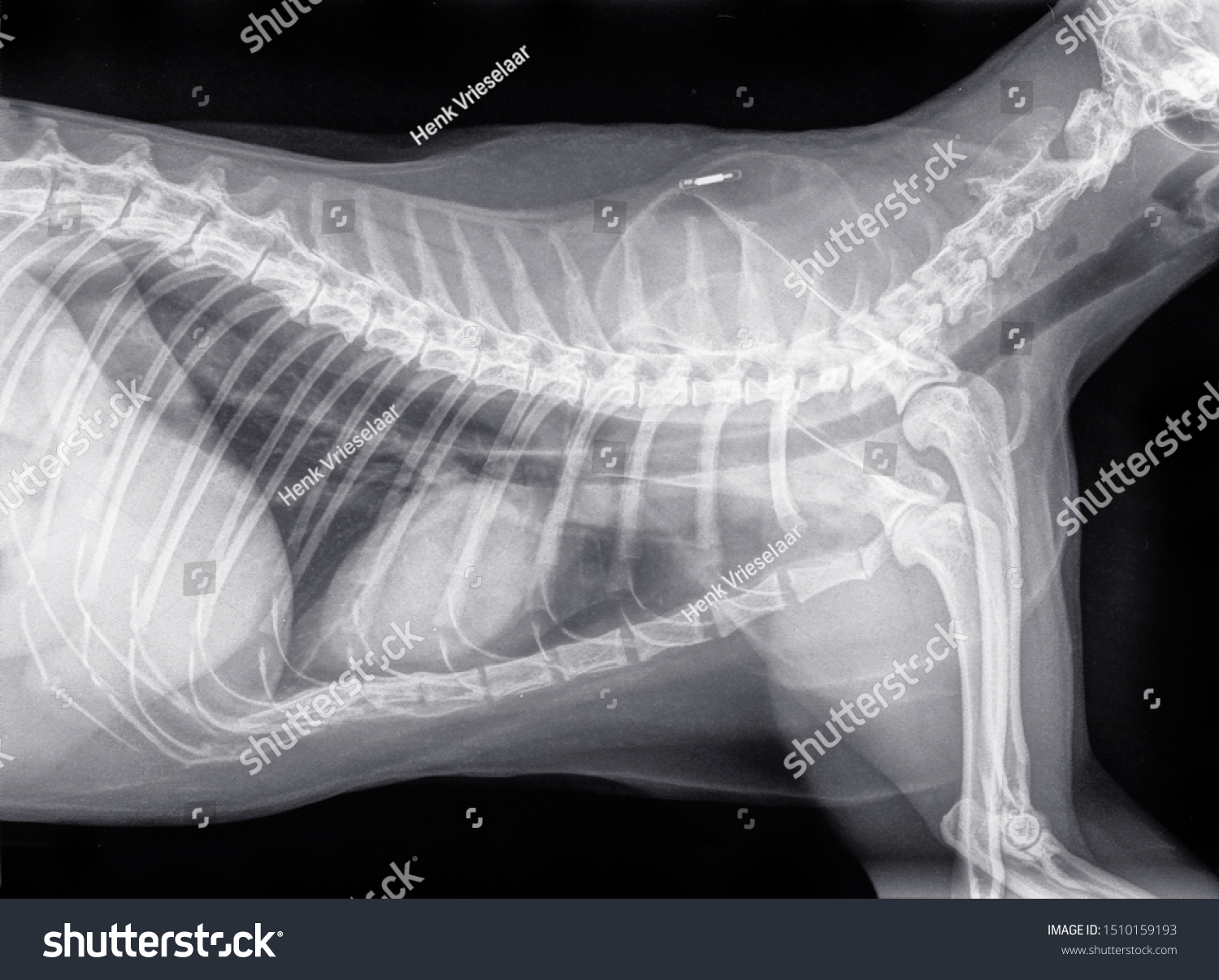 Digital Xray Side View Thorax Cat Stock Photo (Edit Now) 1510159193