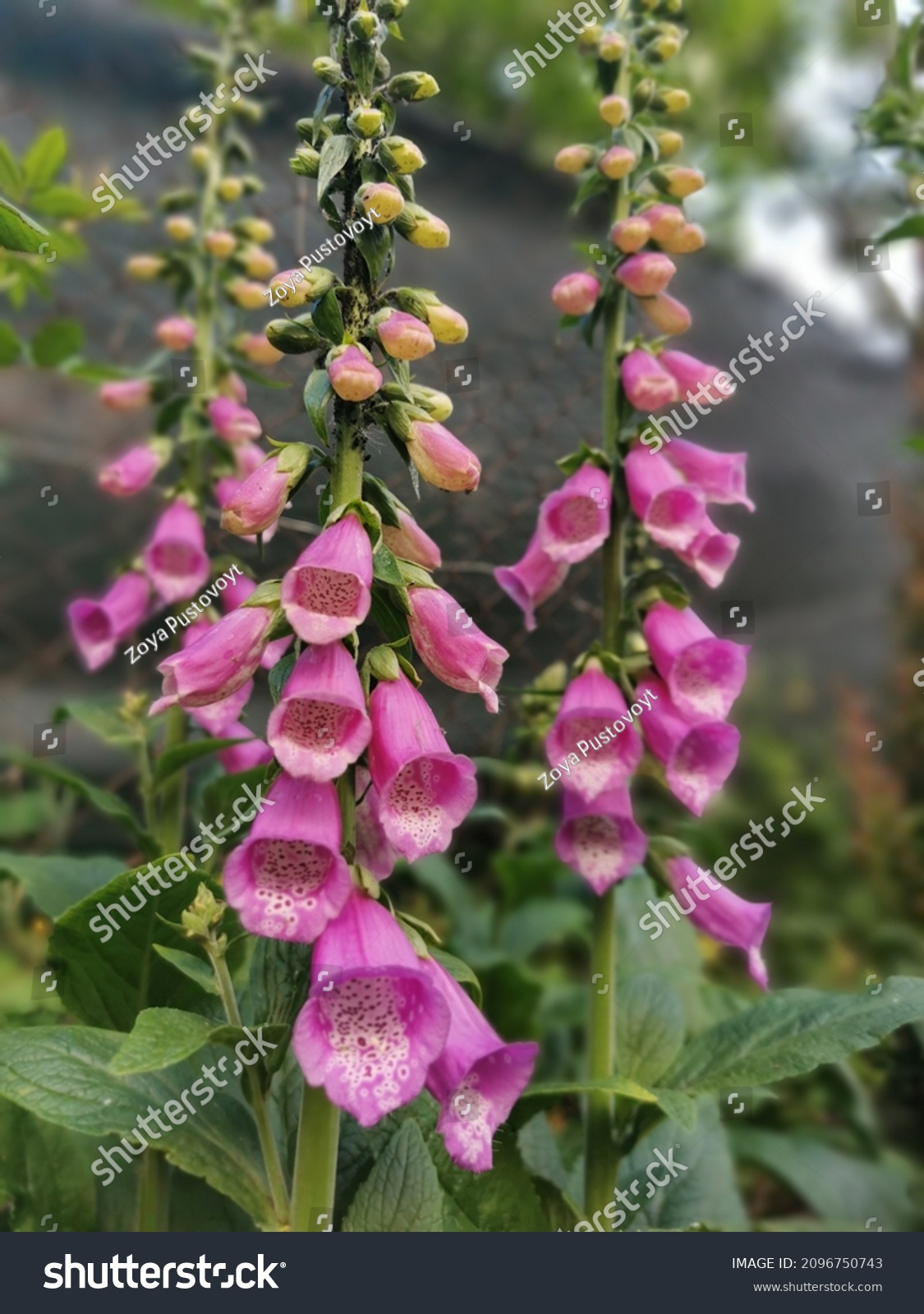 Digitalis purpurea Foxglove Suffolk Herbs Flower Pictorial Packet