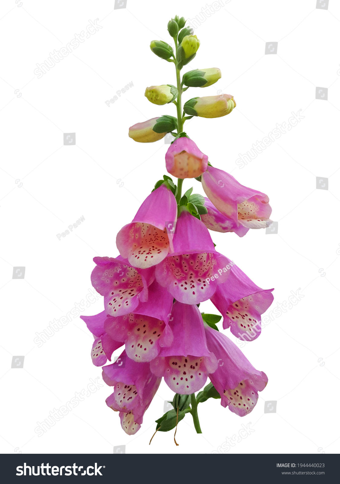 Digitalis Purpurea Foxgloves Used Drug Preparations Stock Photo (Edit ...