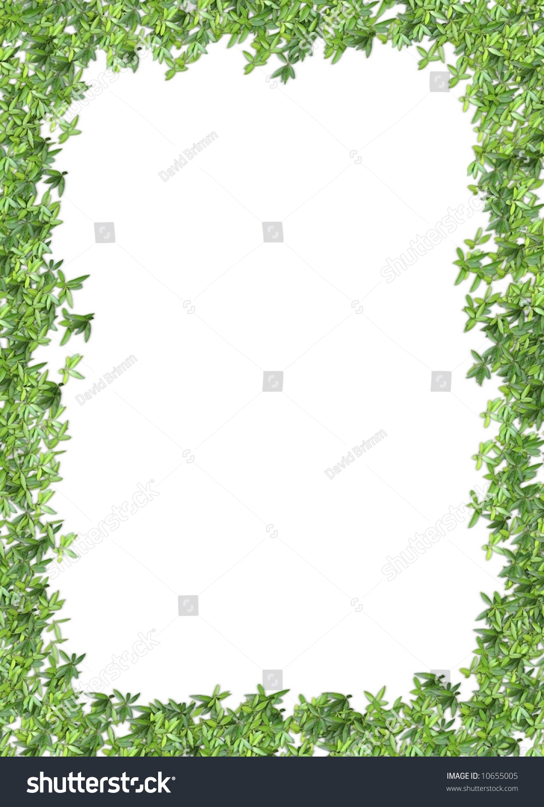 Digitally Created Stationary Border Bay Leaves Stock Photo 10655005 ...