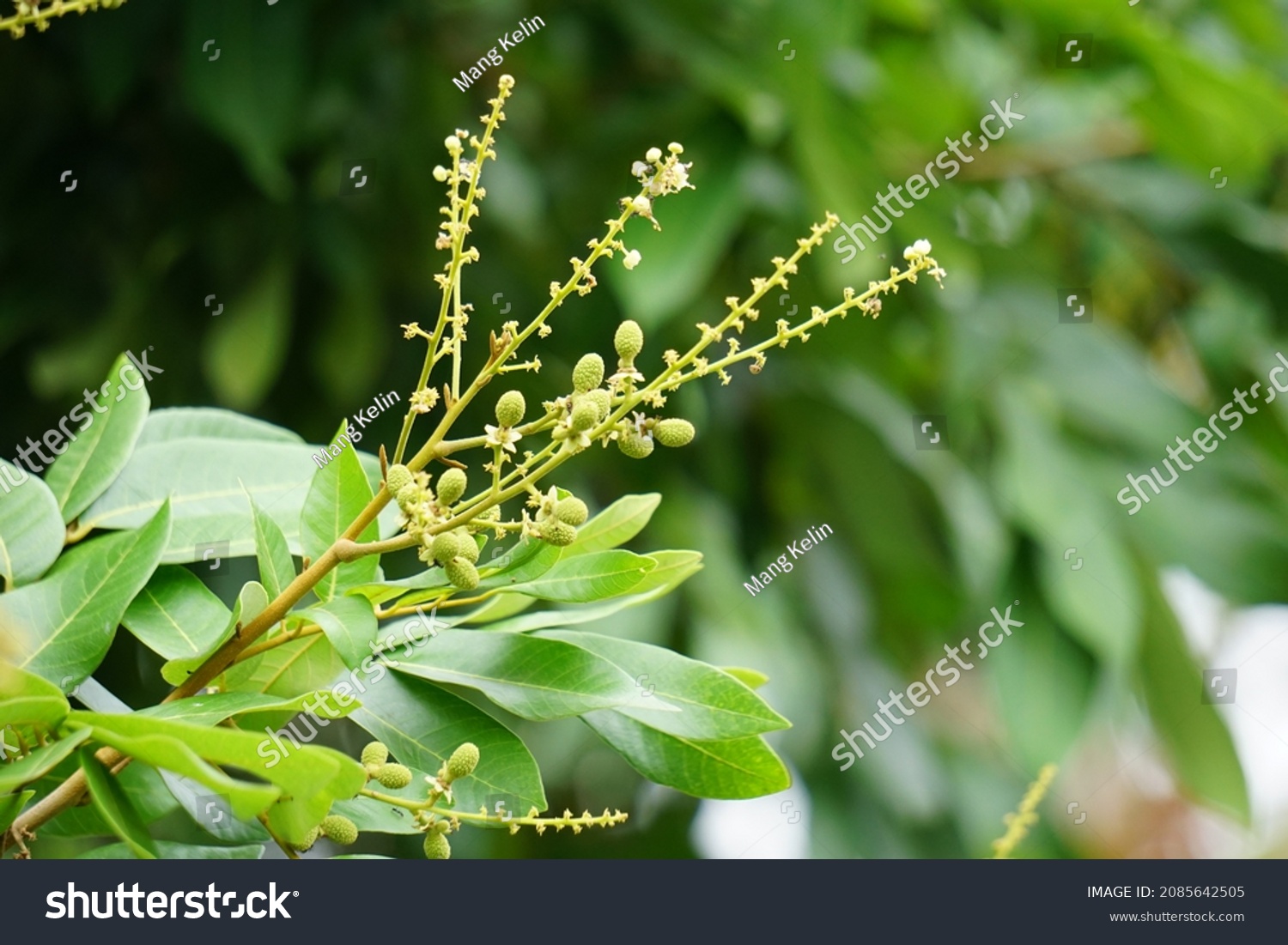 37 Euphoria longana Images, Stock Photos & Vectors | Shutterstock