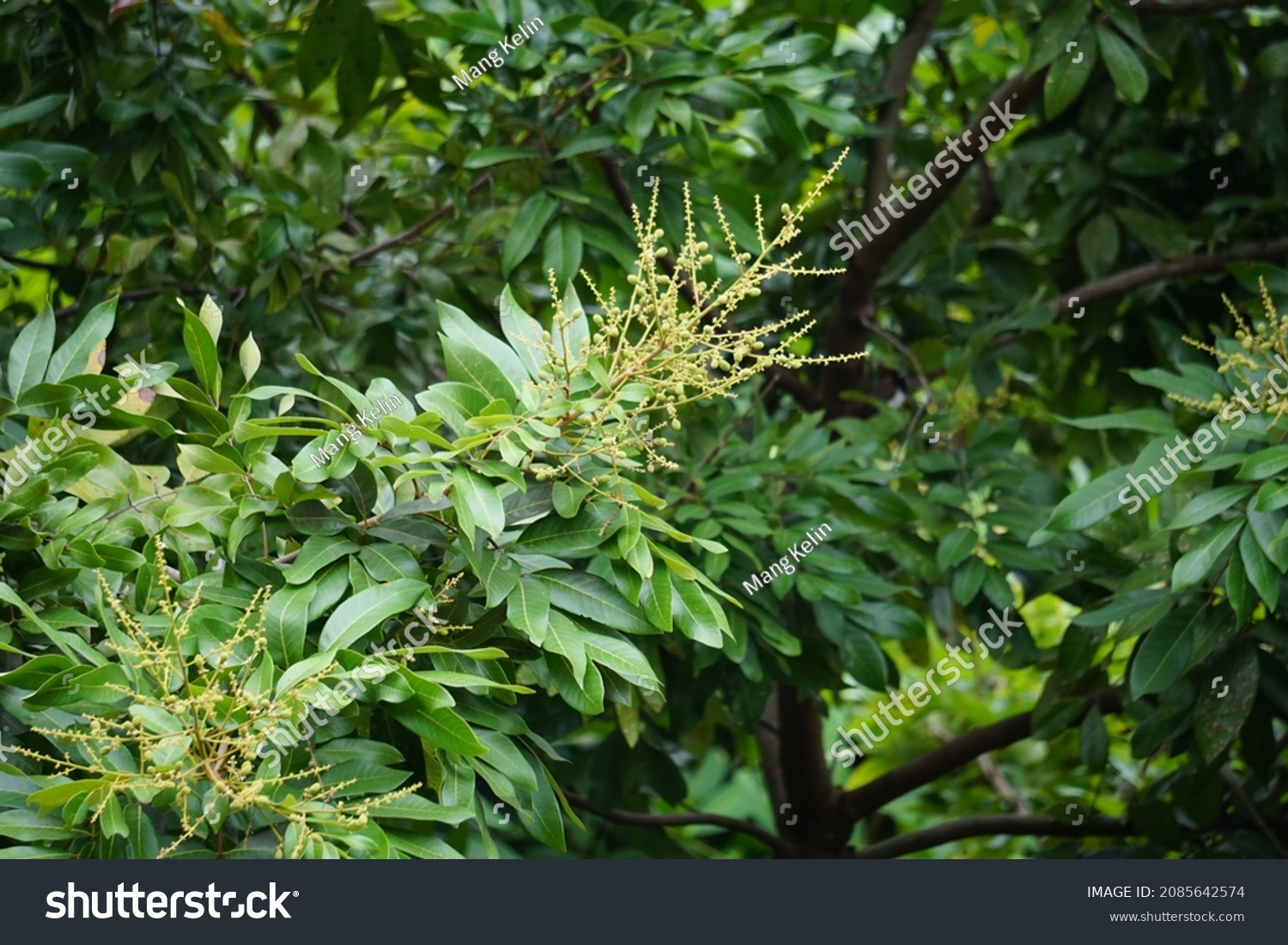 Dimocarpus Longan Flower Called Longan Lengkeng Stock Photo (Edit Now ...