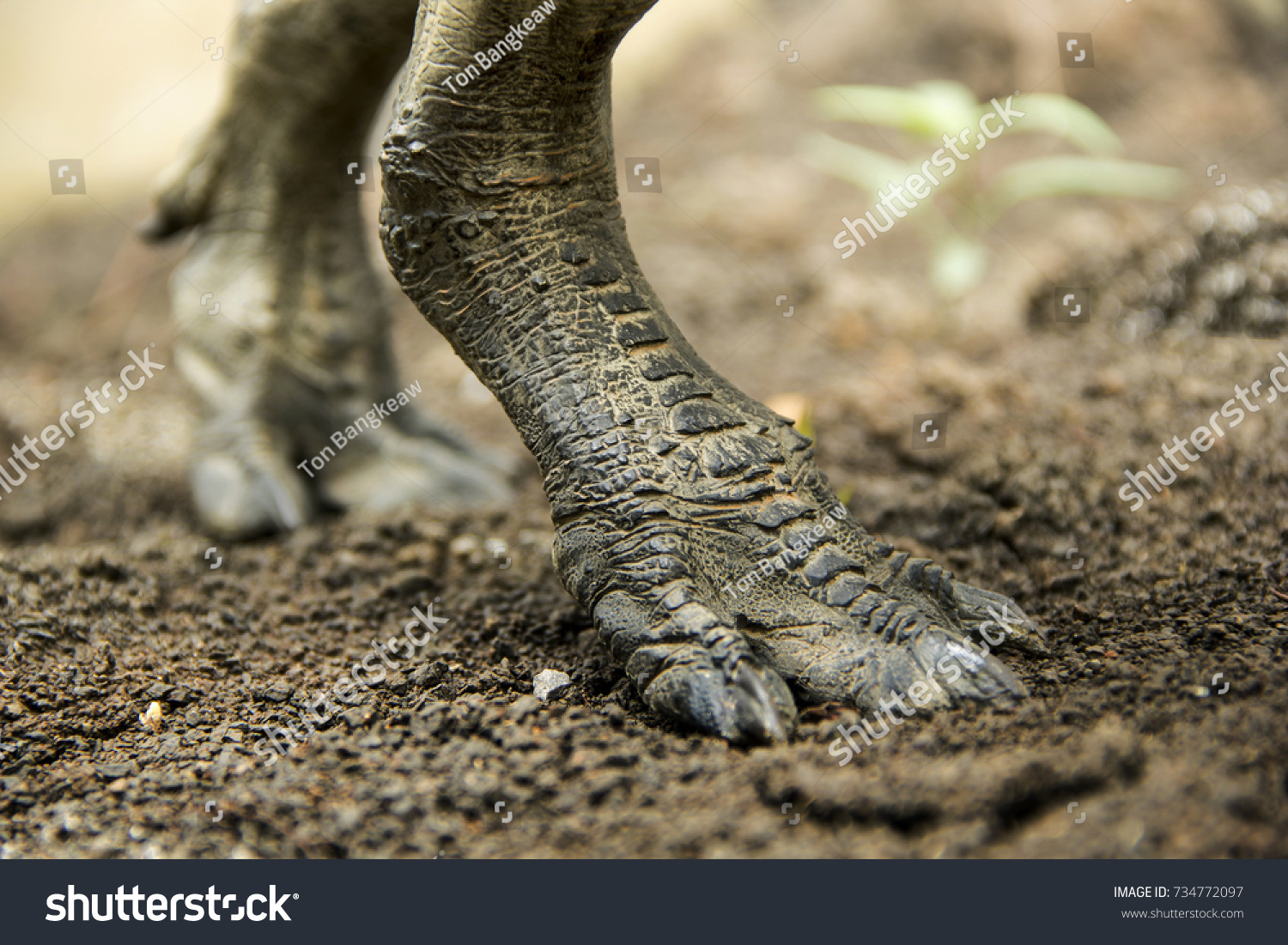 trex feet