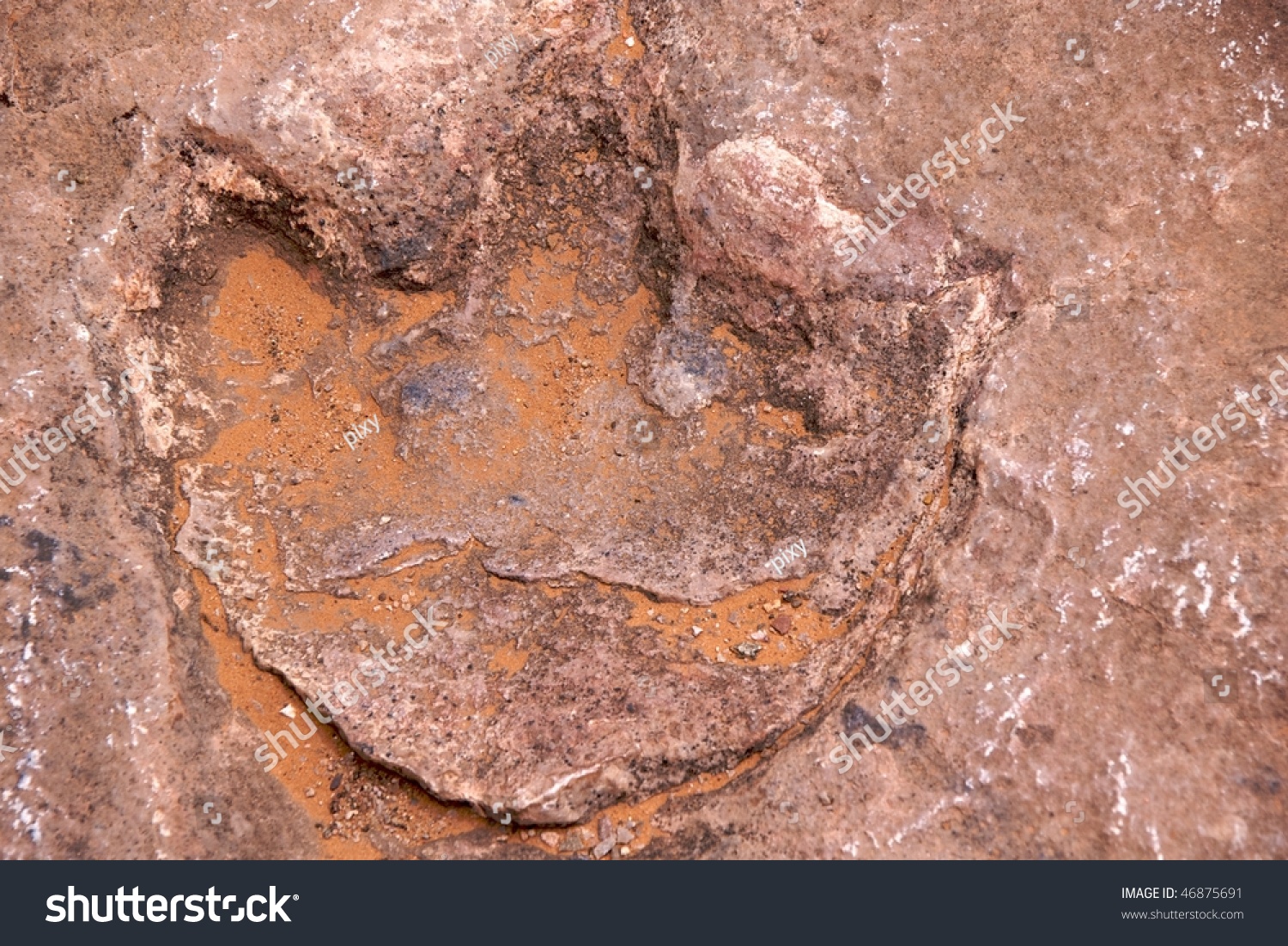 Dinosaur Footprint In Limestone, 180 Million Years Old, Navajo National ...