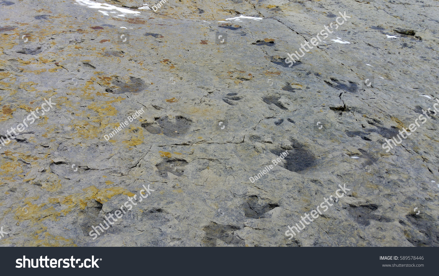 dinosaur ridge footprints