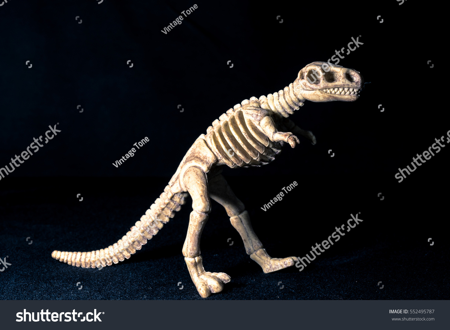 fossil tyrannosaurus