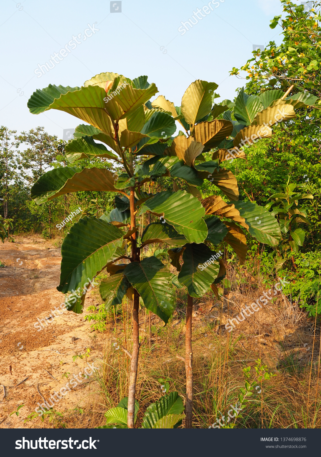 Kết quả hình ảnh cho Dipterocarpus obtusifolius