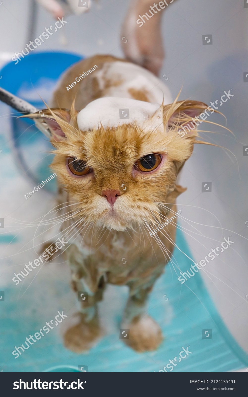 Cat take shower 746 รายการ ภาพ ภาพสต็อกและเวกเตอร์ Shutterstock