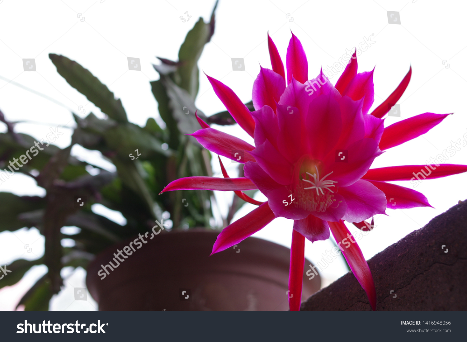 Disocactus Ackermannii Nopalxochia Ackermannii Kunth Big の写真素材 今すぐ編集