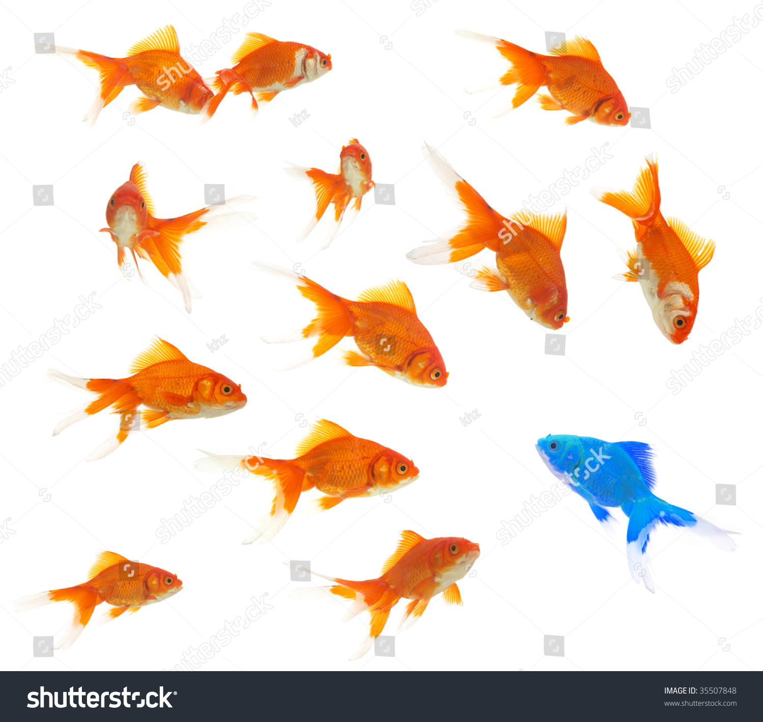 Blue Goldfish Images, Stock Photos & Vectors 