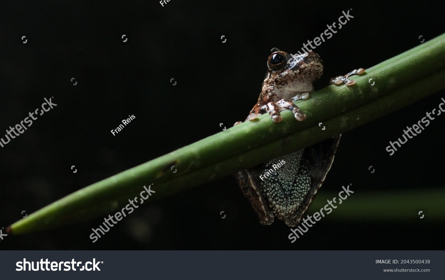 Diversity Amphibians Amazon Rainforest Stock Photo 2043500438