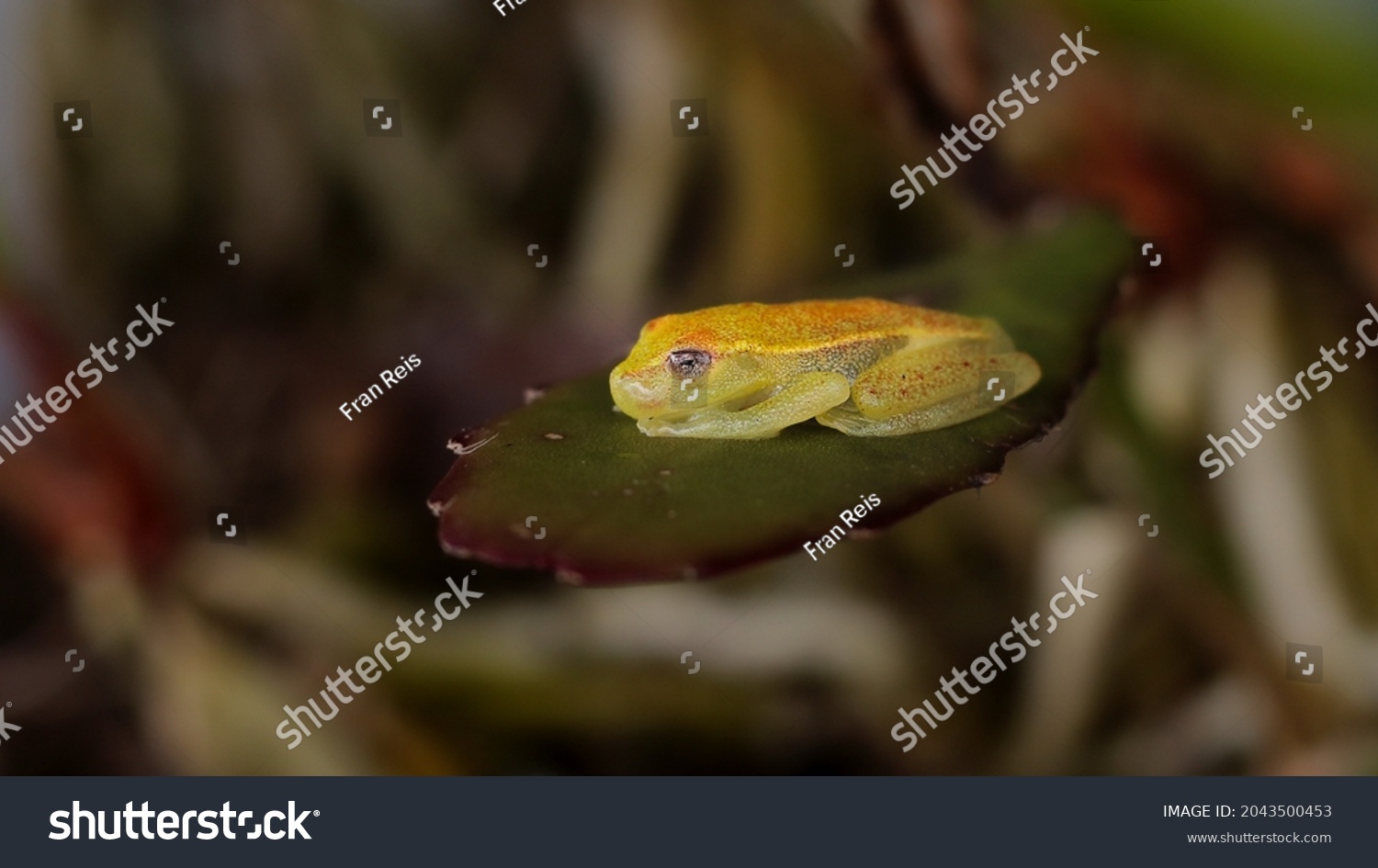 Diversity Amphibians Amazon Rainforest Stock Photo 2043500453