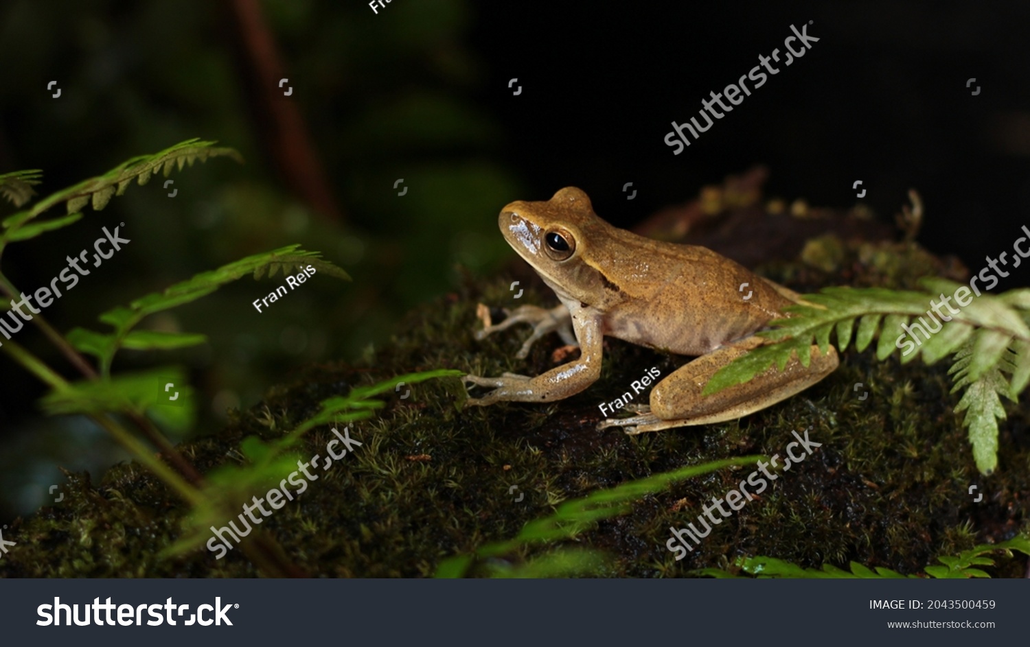 Diversity Amphibians Amazon Rainforest Stock Photo 2043500459