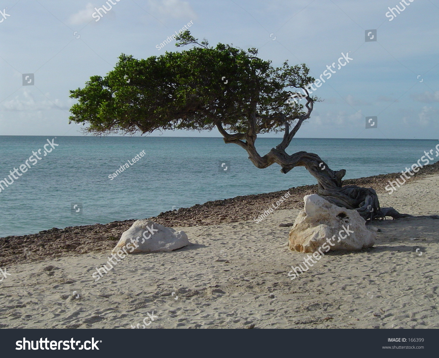 Divi Divi Tree Aruba Stock Photo 166399 | Shutterstock