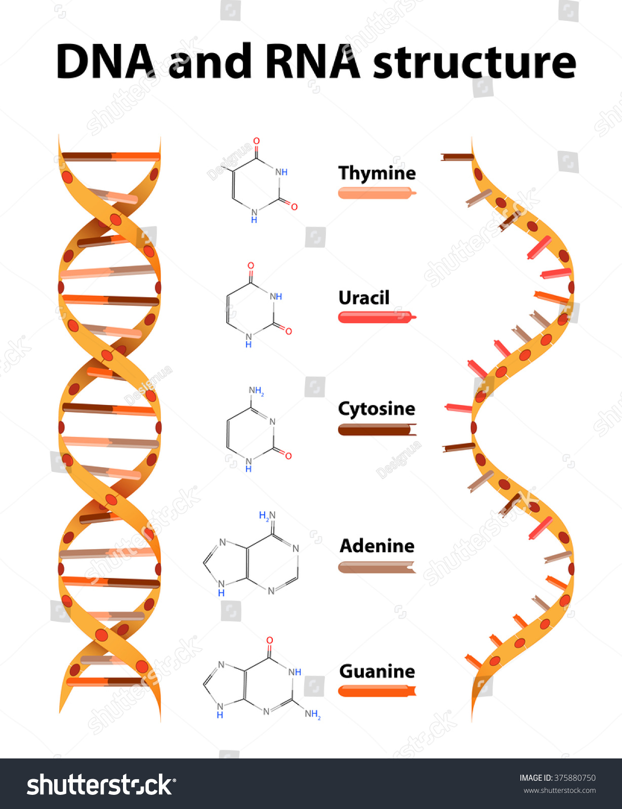 Differences Between Dna And Rna Stock Illustration Illustration Of Images