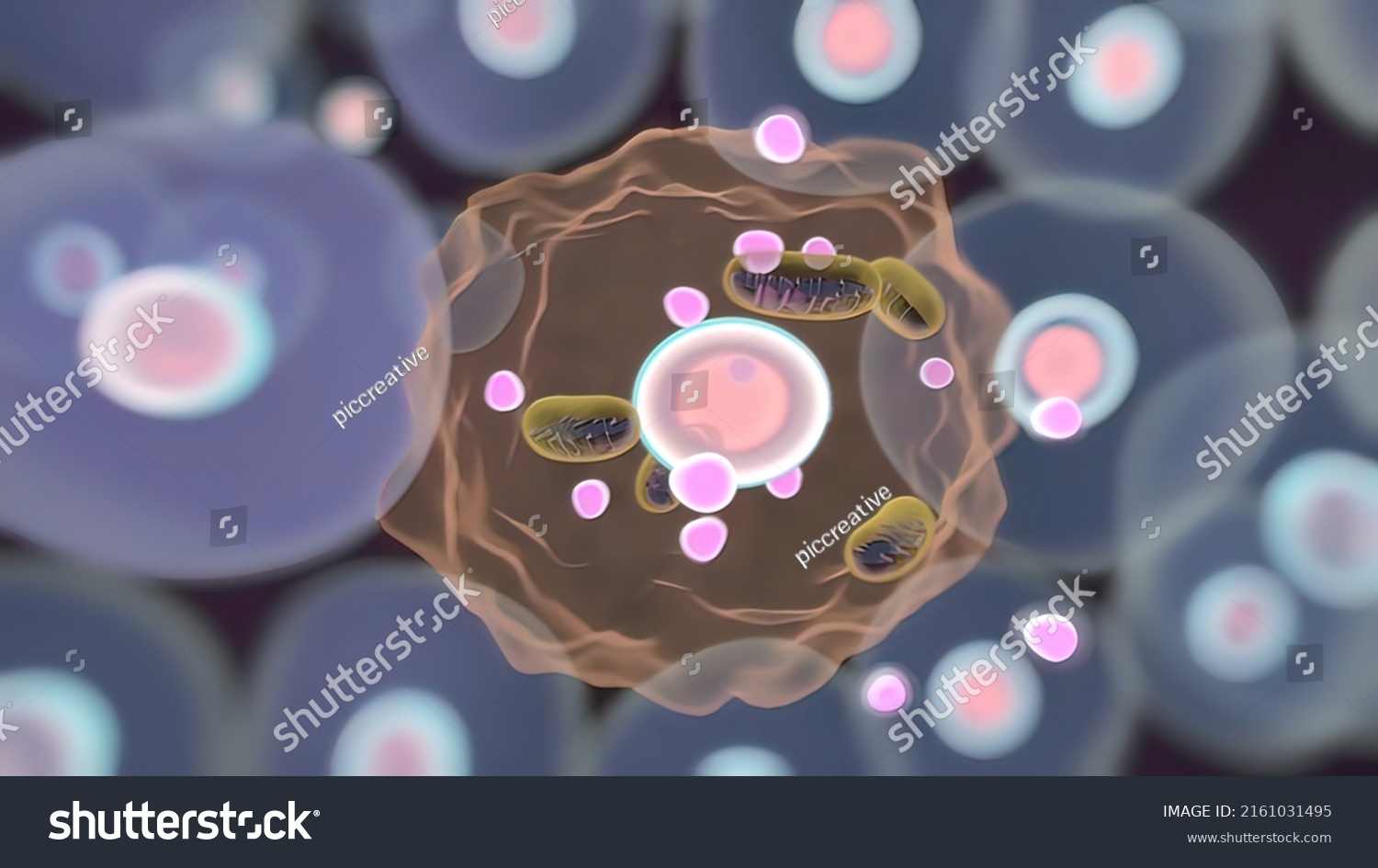 Dna Mitochondrial Dna Mitochondria Membrane Enclosed Stock Illustration 