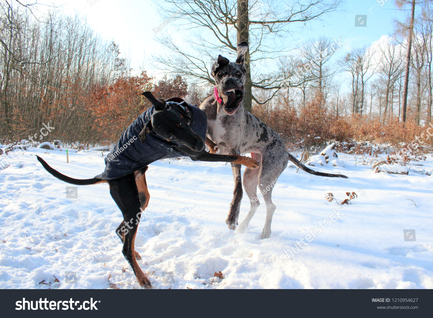 great dane jumping