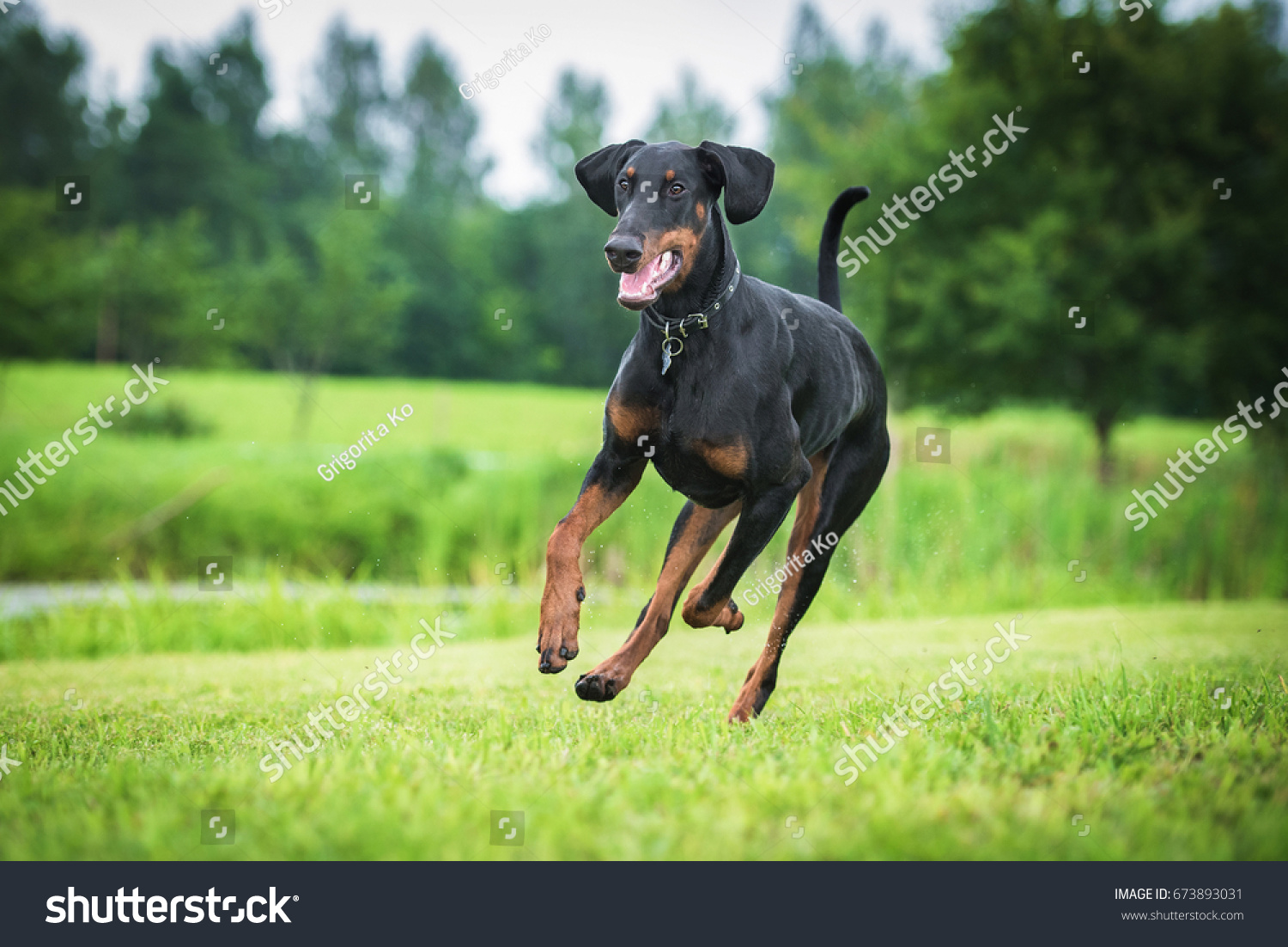 ドバーマン ピンシャー犬が走る の写真素材 今すぐ編集