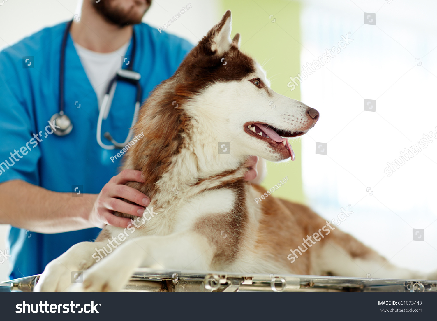 taking care of a husky