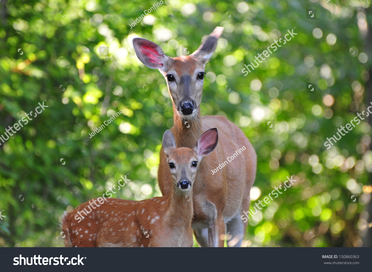 Doe And Fawn Stock Photo 150860363 : Shutterstock