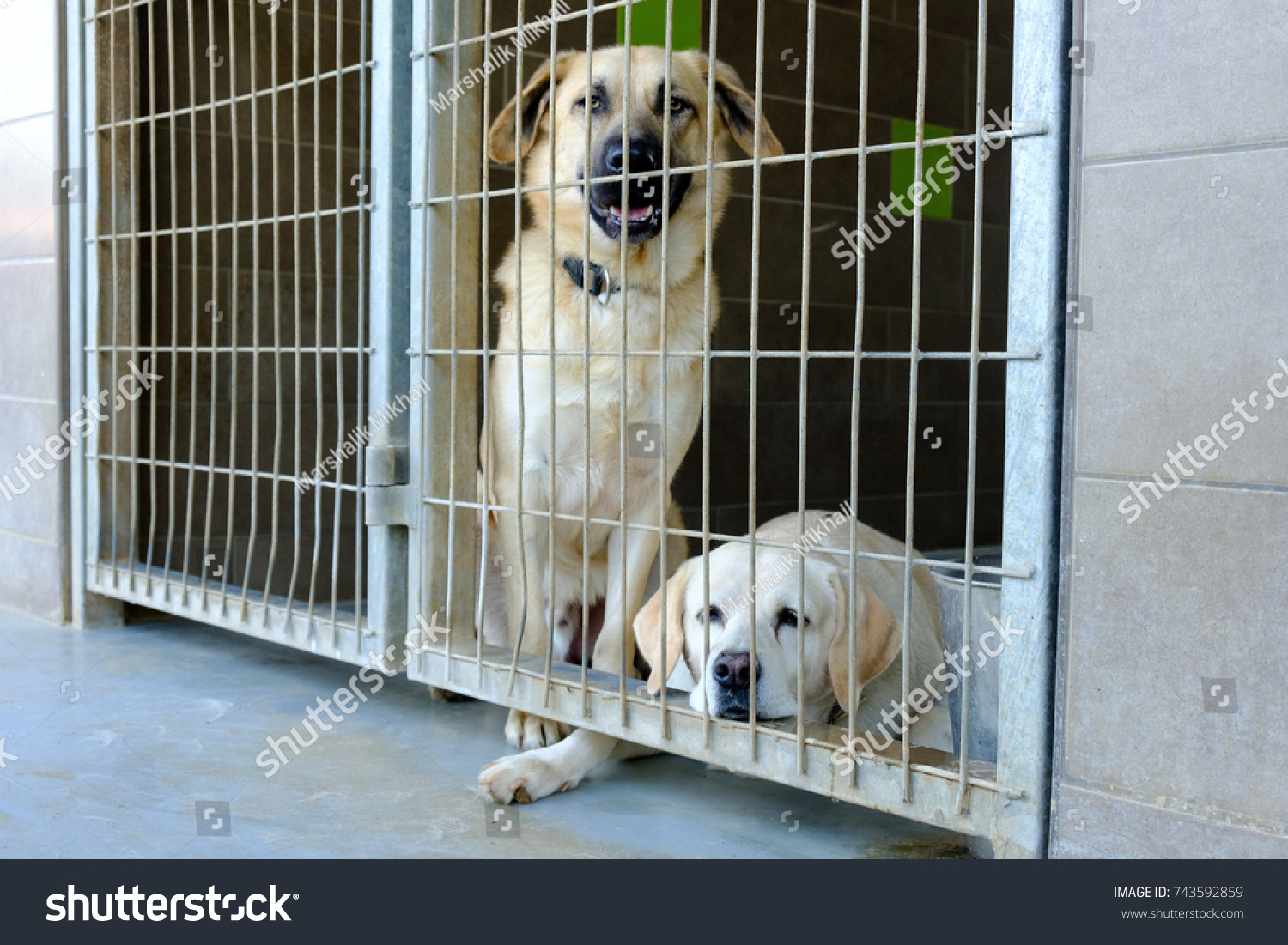 mongrels kennel