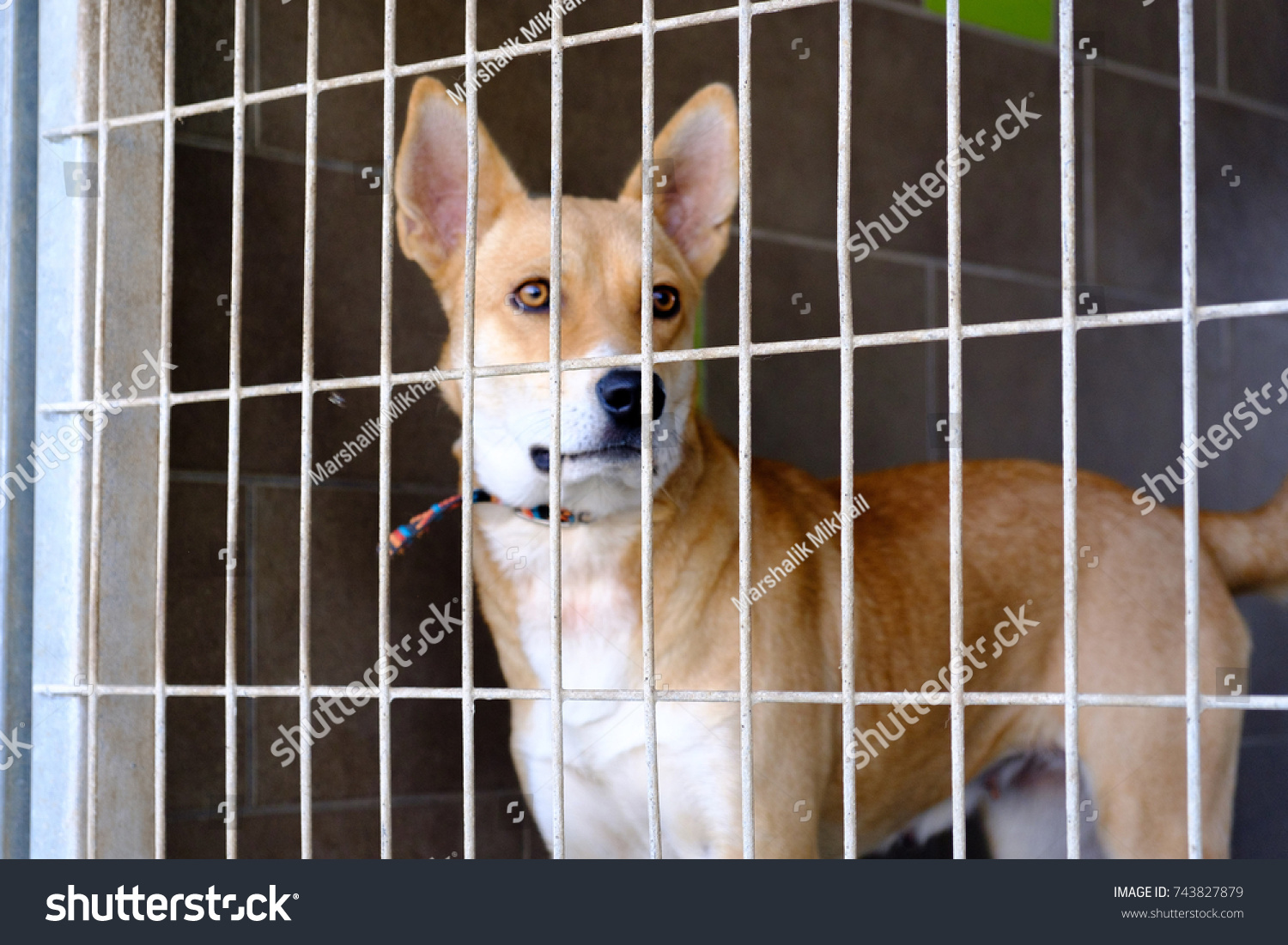 mongrels kennel