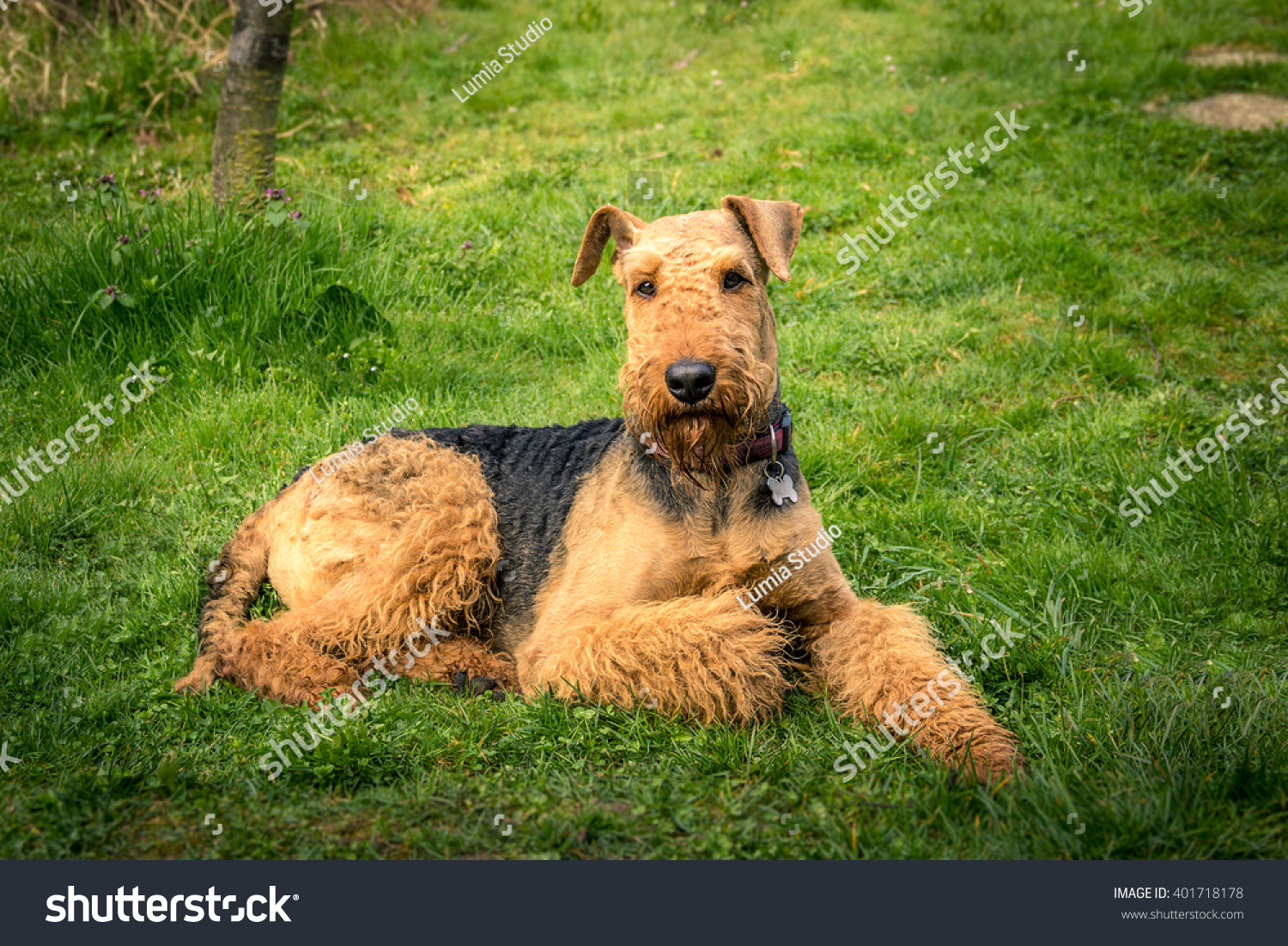 Dog Airedale Terrier Portrait On Grass Stock Photo Edit Now 401718178
