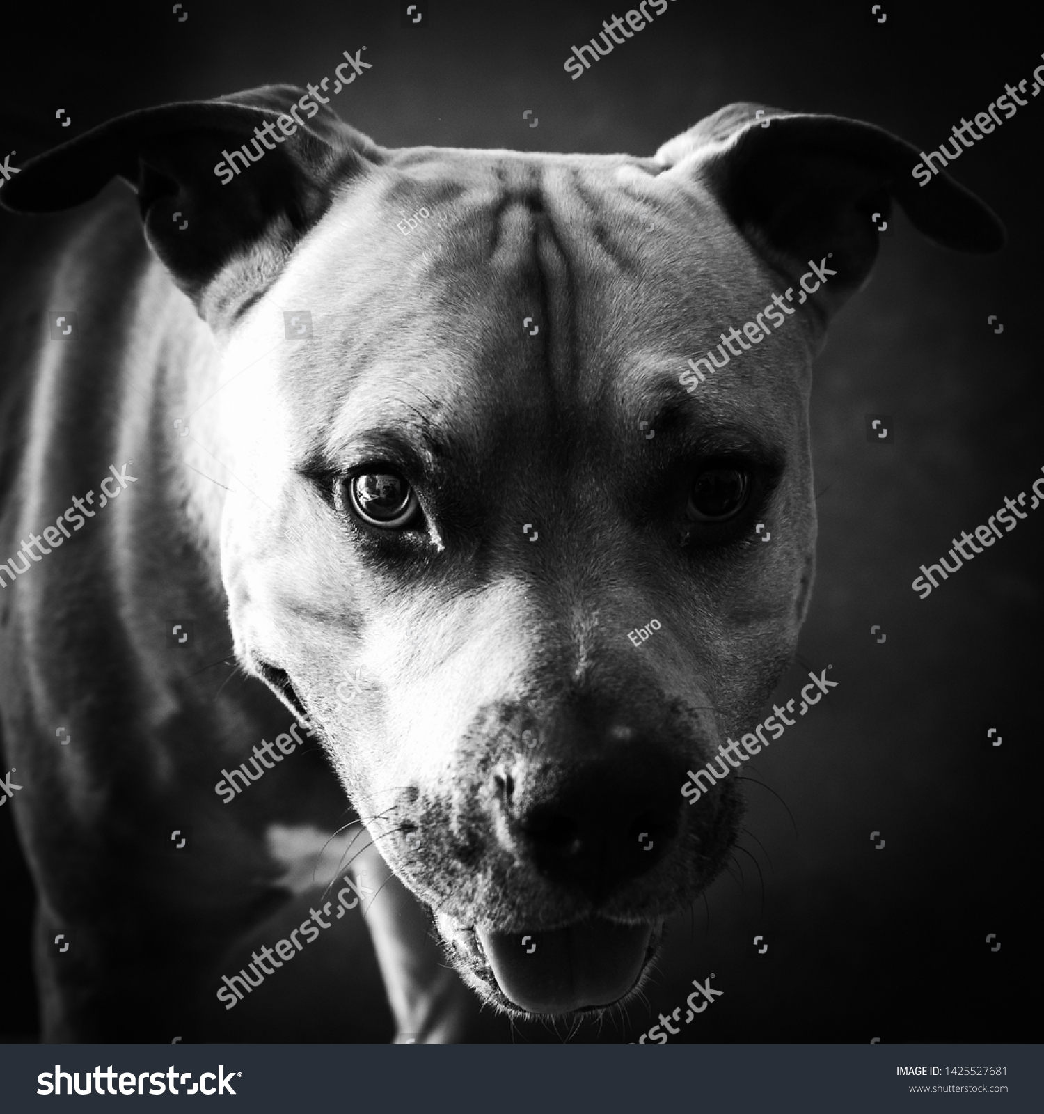 Dog American Staffordshire Terrier Amstaff Pitbull Stock Photo Edit Now 1425527681