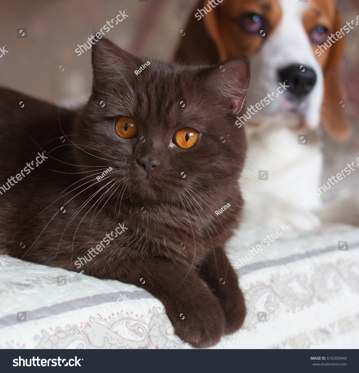 Dog Cat Beagle British Short Hair Stock Photo Edit Now 616339940