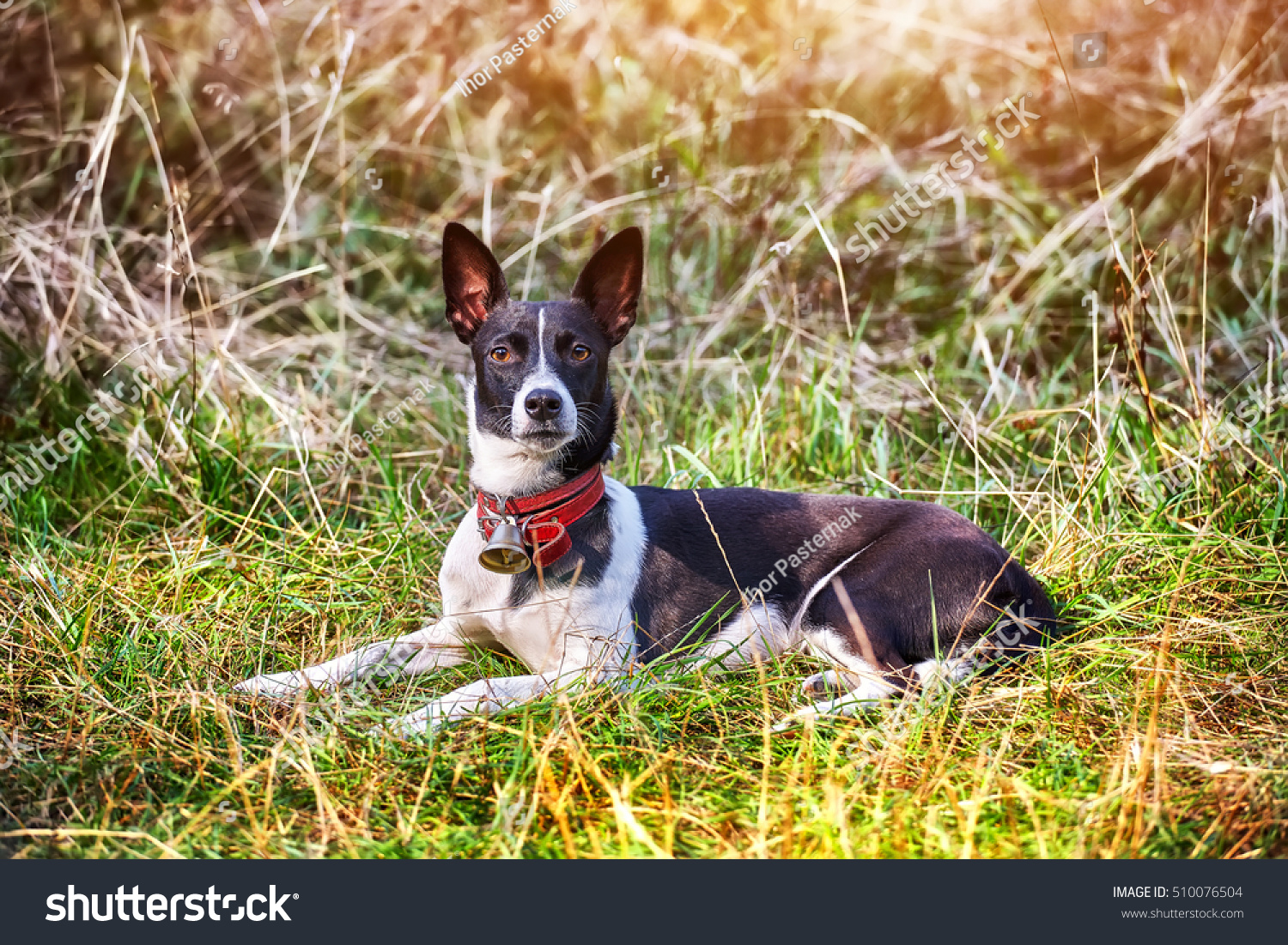 Dog Basenji Breed Short Hair Black Stock Photo Edit Now 510076504