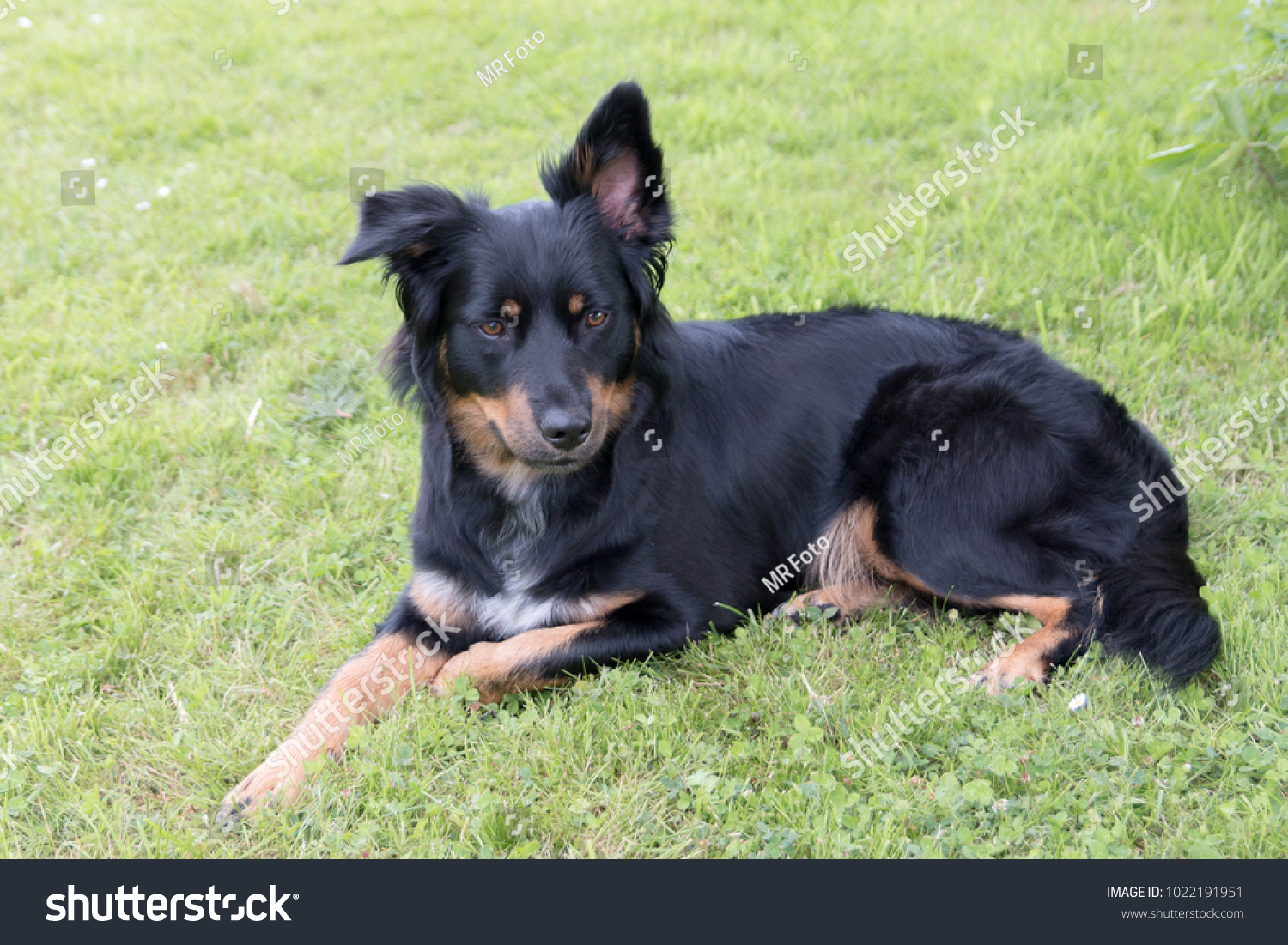 Dog Border Collie Mix On Meadow Stock Photo Edit Now