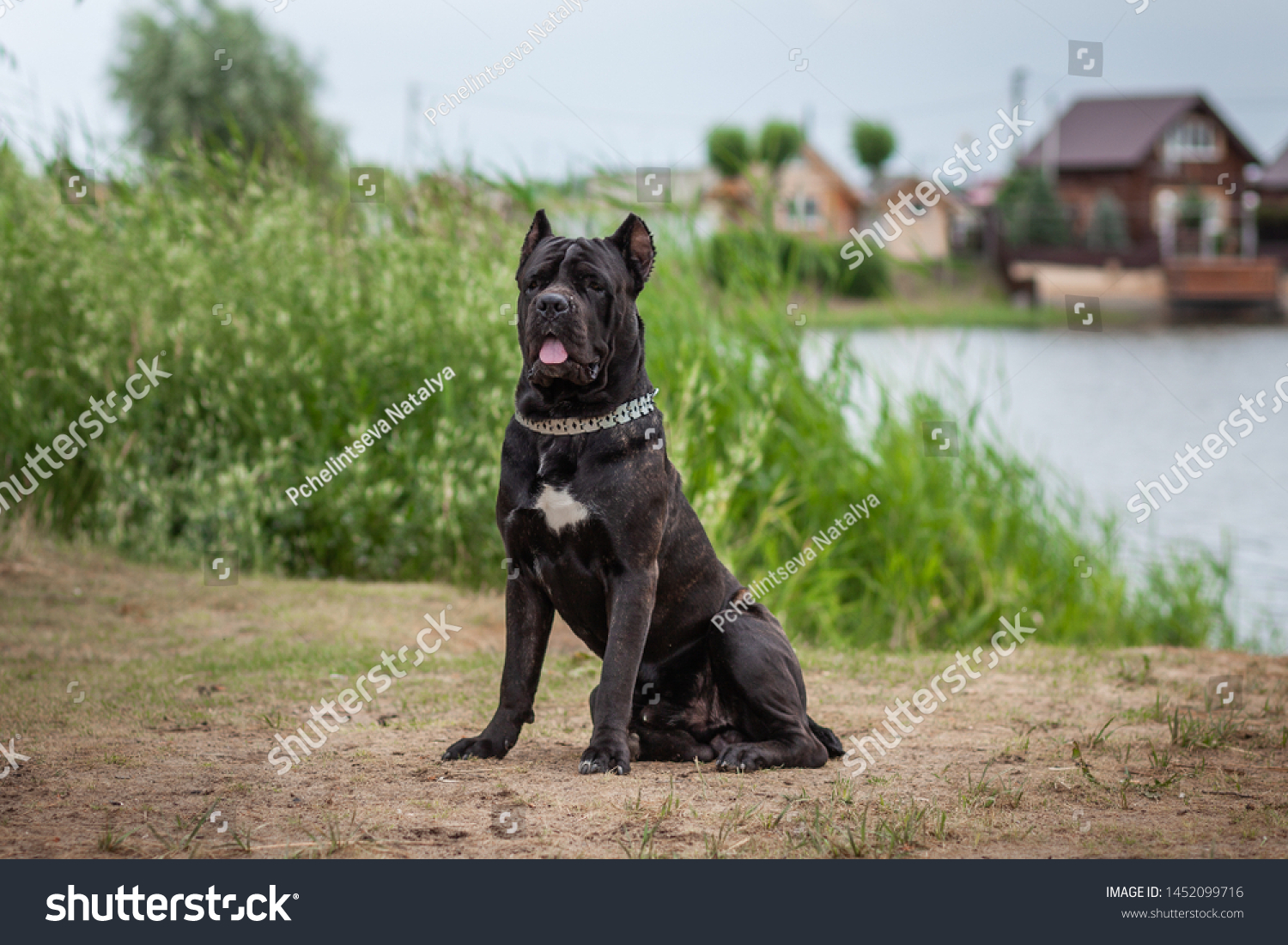 45+ Cane Corso Big Black Dog Breeds