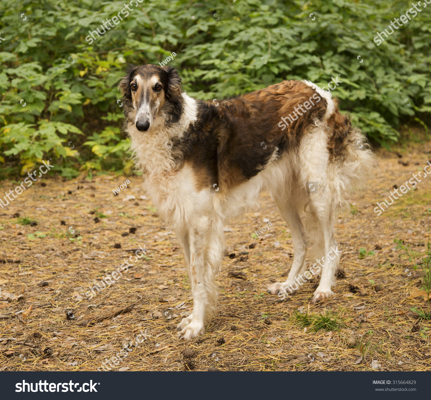 Dog Breed Russian Wolfhound On Nature Background Stock Photo 315664829 ...