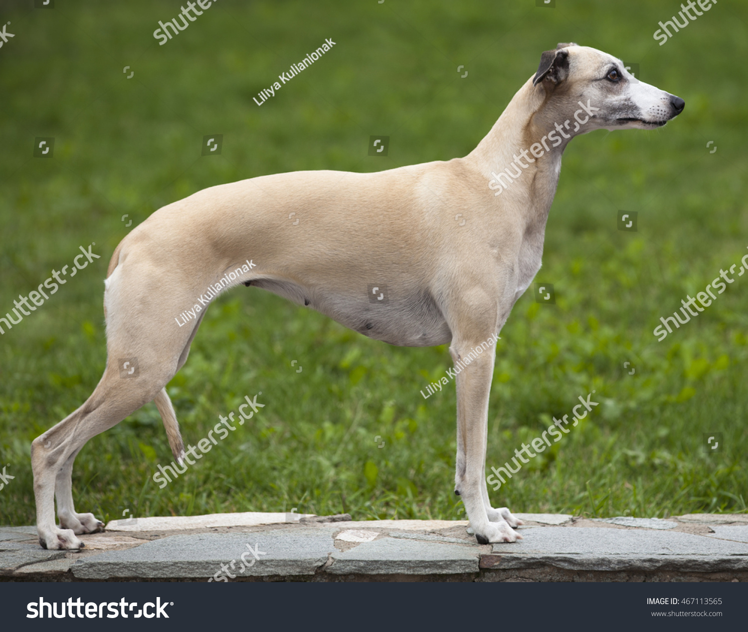 Dog Breeds Whippet Greyhound Hunting Dog Stock Photo Edit Now