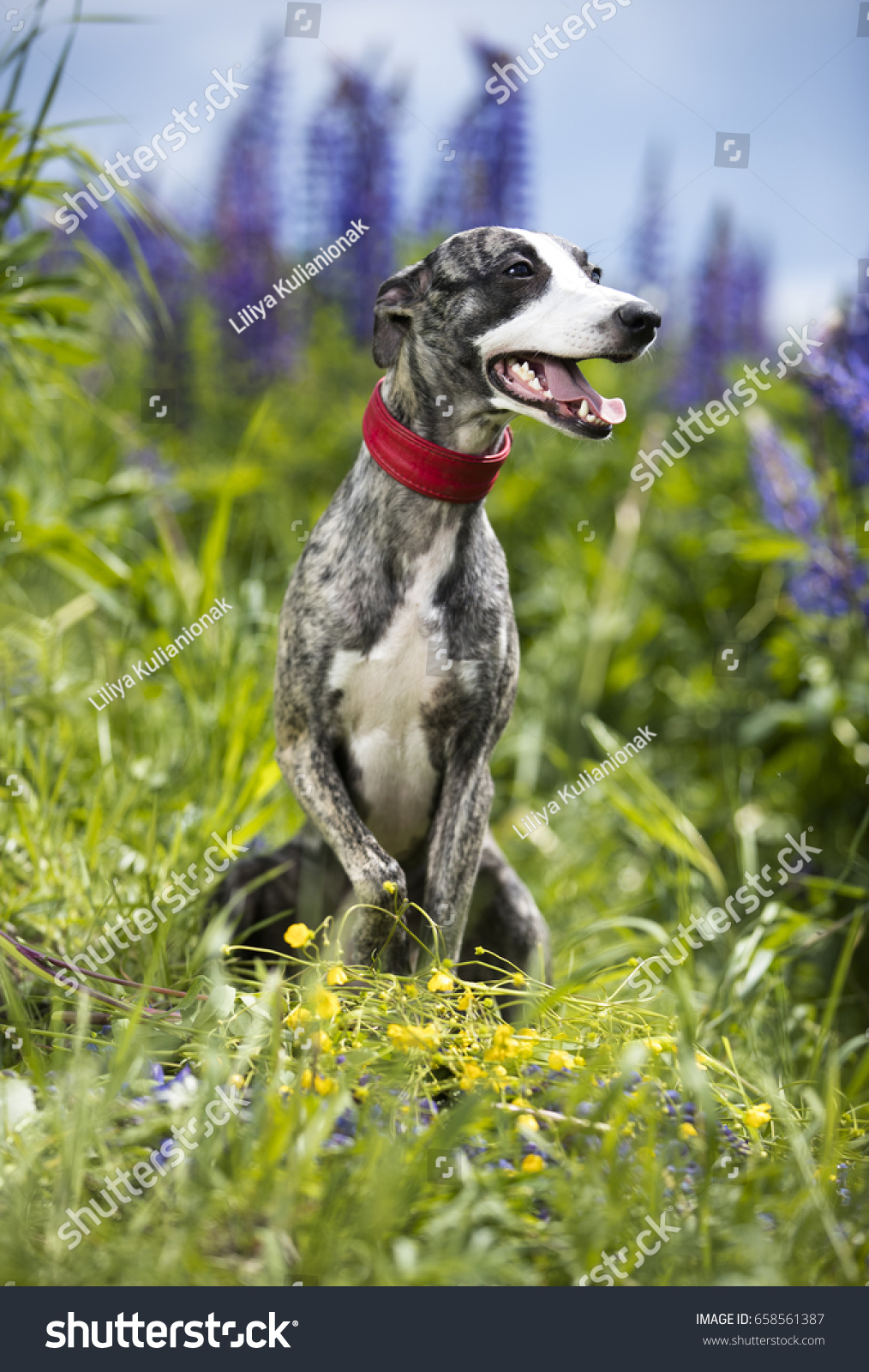 whippet hunting dog