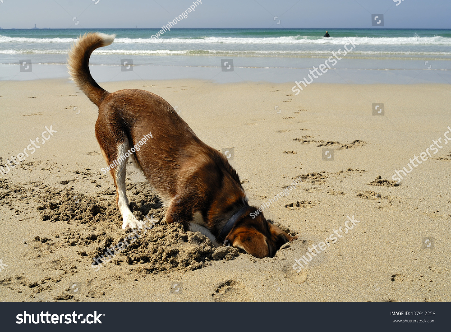 stock-photo-dog-burying-his-head-in-the-