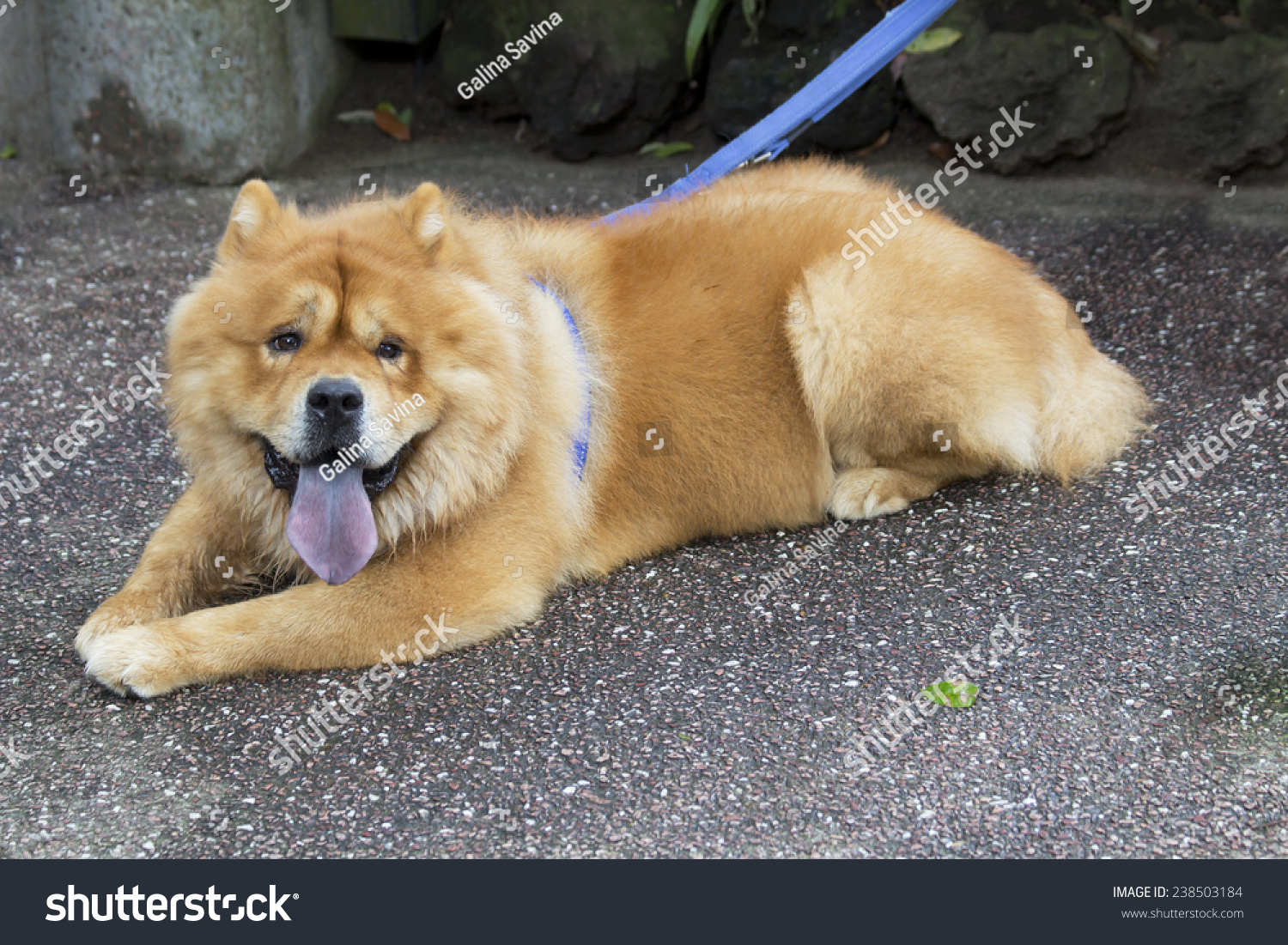 compact chow chow