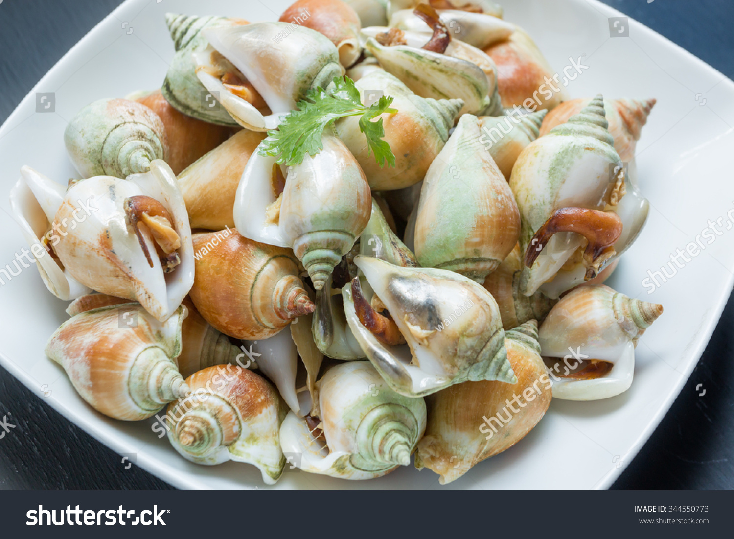 Dog Conch Wing Shell Edible Sea Stock Photo 344550773 