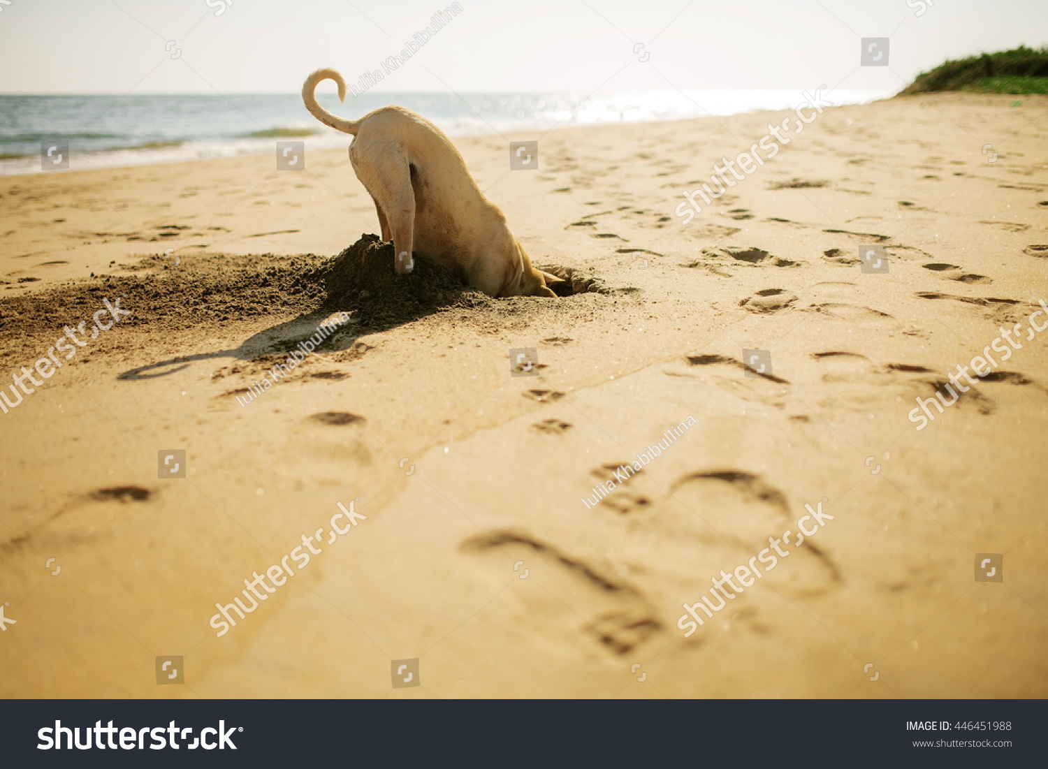 Dog Digging Sand At The Beach Stock Photo 446451988 : Shutterstock