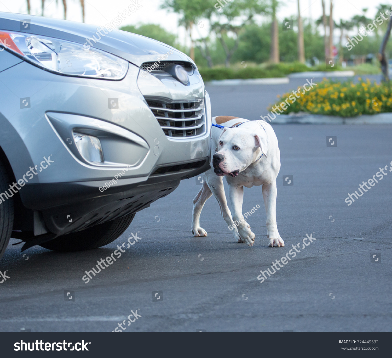 Dog Doing K9 Nose Work Searching Stock Photo Edit Now