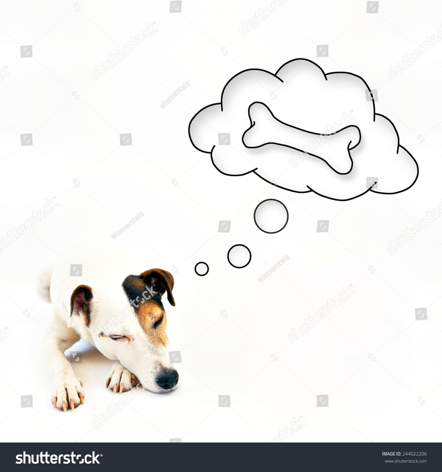 Dog Dreaming About A Bone Stock Photo 244022206 : Shutterstock