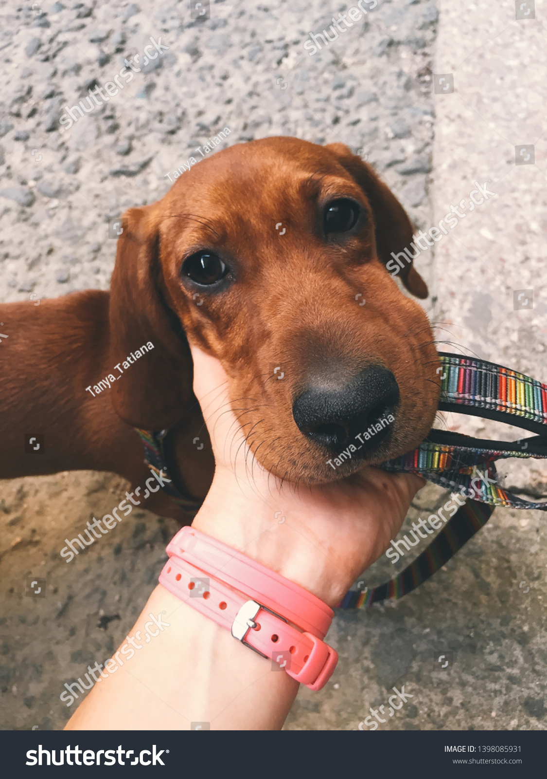 蜂に刺された犬の顔 蜂にかまれた後のダックスフント の写真素材 今すぐ編集