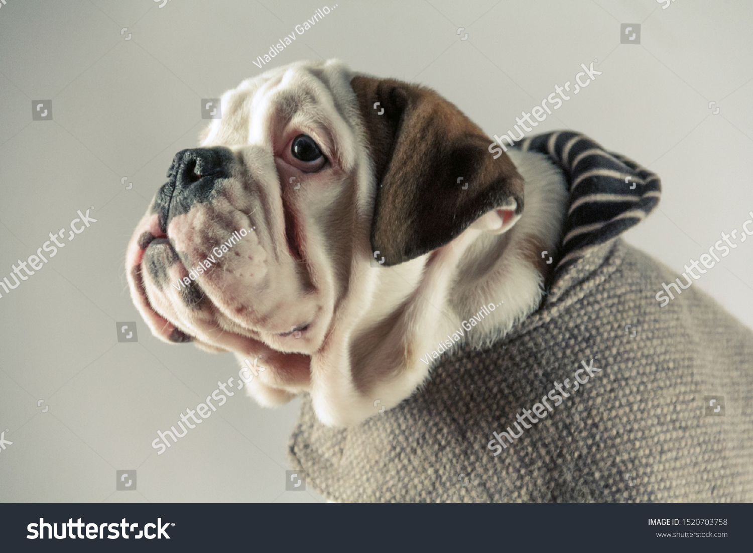 british bulldog outfits