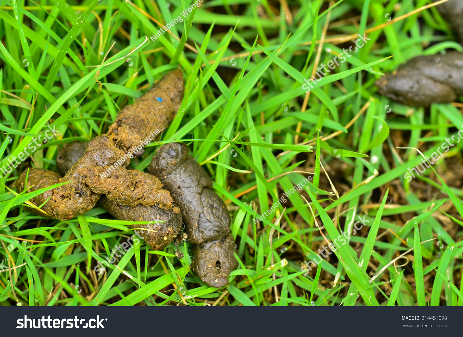 Dog Feces On Green Grass Stock Photo 314451098 : Shutterstock