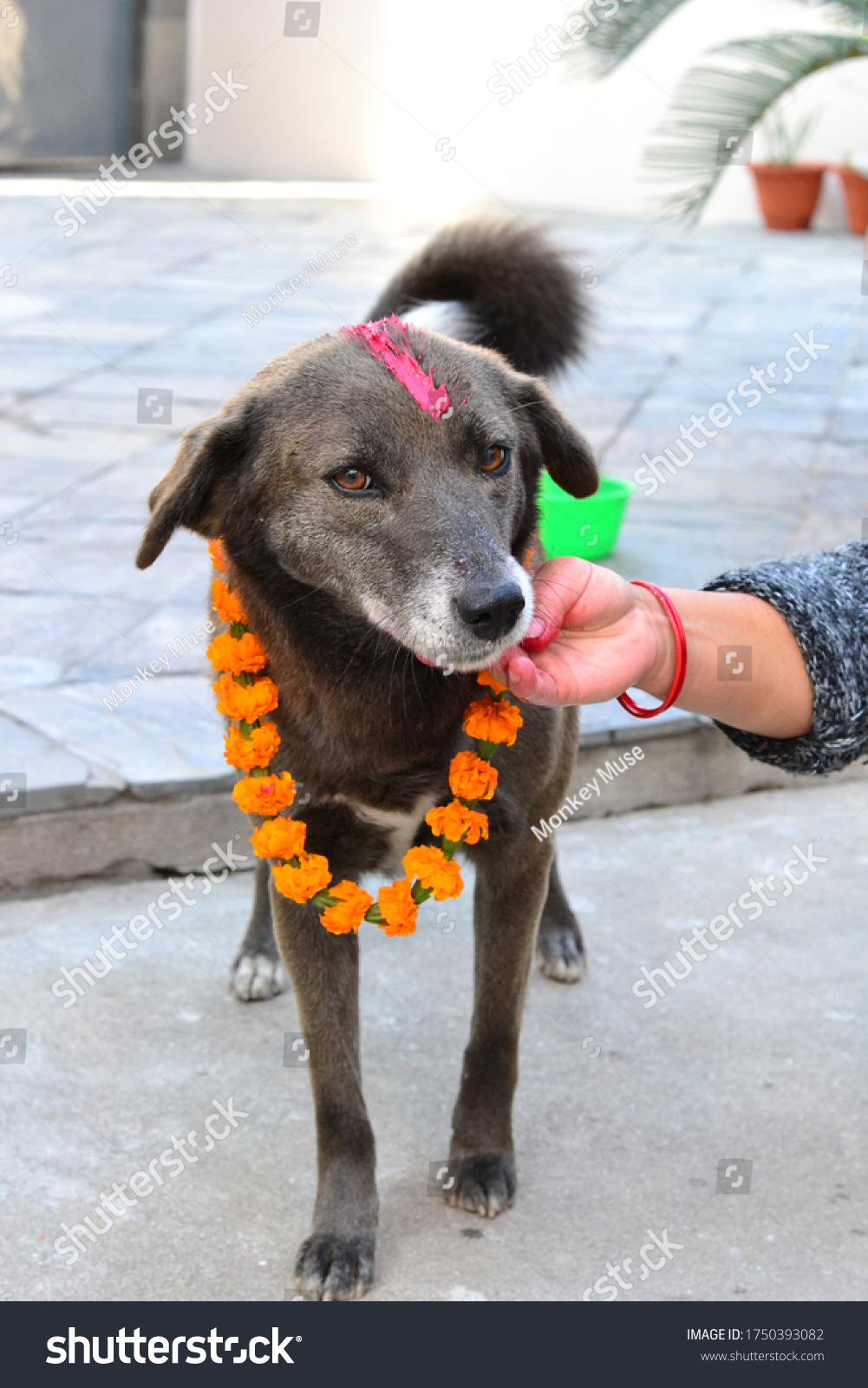 犬の祭り クールティハルネパールディワリ の写真素材 今すぐ編集
