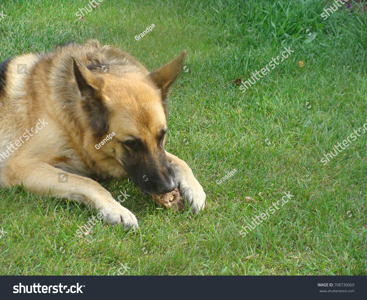 why do german shepherds eat grass